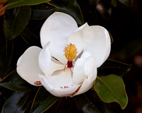Myrtle Hl Magnolia