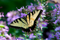 Afton Villa Butterfly