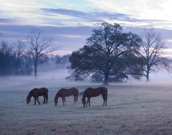 Daniel Horses Daybreak