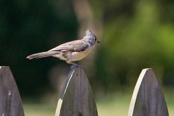 Titmouse on Fence